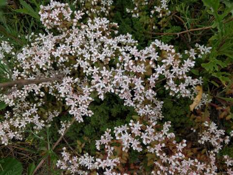 Image of White Stonecrop