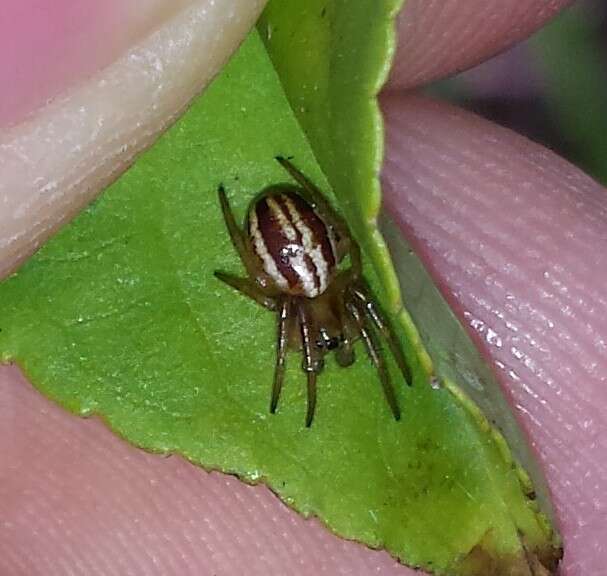 Image of Araneus pratensis (Emerton 1884)