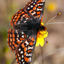 Image of Euphydryas editha quino