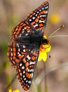 Image of Euphydryas editha quino