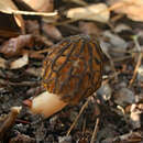 Image de Morchella arbutiphila Loizides, Bellanger & P.-A. Moreau 2016