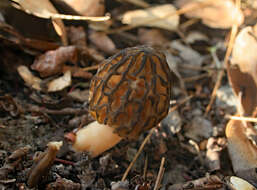 Plancia ëd Morchella arbutiphila Loizides, Bellanger & P.-A. Moreau 2016