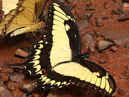 صورة Papilio astyalus Godart 1819