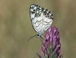 Imagem de Melanargia titea Klug 1832