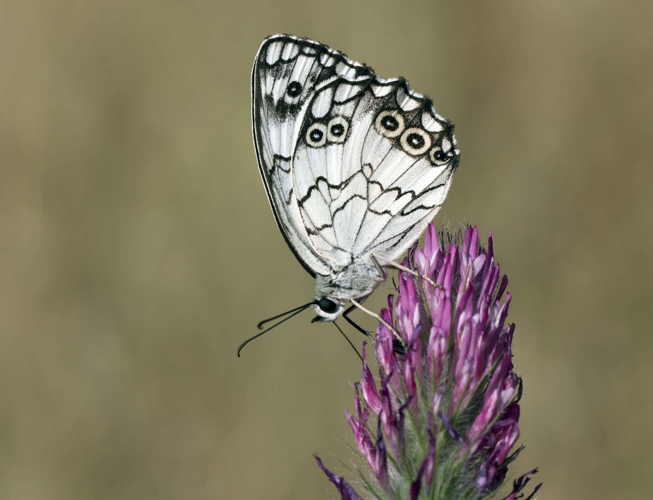 Imagem de Melanargia titea Klug 1832