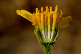 Image de Platyschkuhria integrifolia (A. Gray) Rydb.