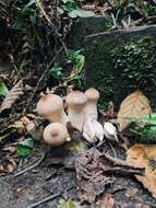 Imagem de Lycoperdon perlatum Pers. 1796