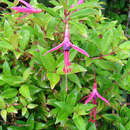 Plancia ëd Fuchsia glazioviana Taub.