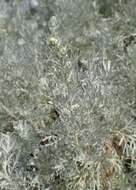 Image of Artemisia arborescens L.