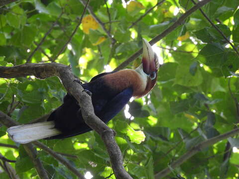 Image of Narcondam Hornbill