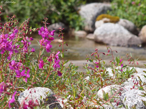 Image of dwarf fireweed