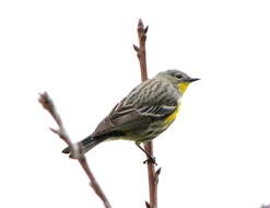 Image of Myrtle Warbler