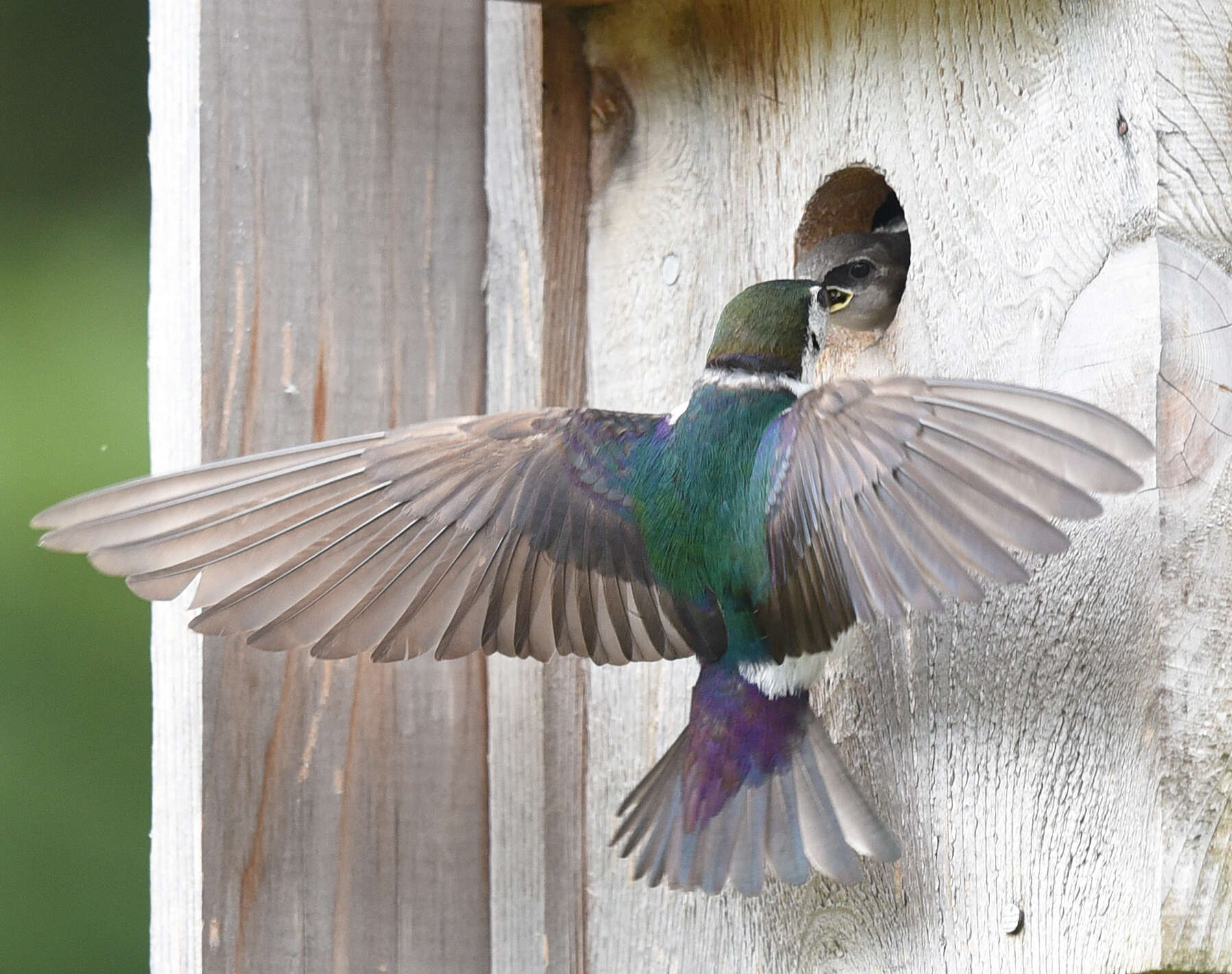 Image of Violet-green Swallow