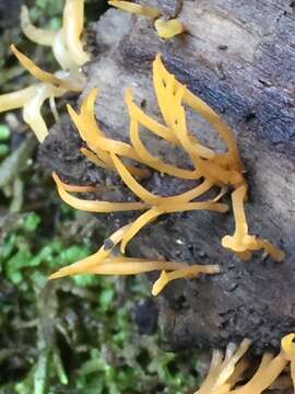 Imagem de Calocera cornea (Batsch) Fr. 1827