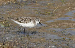 Image of Little Stint