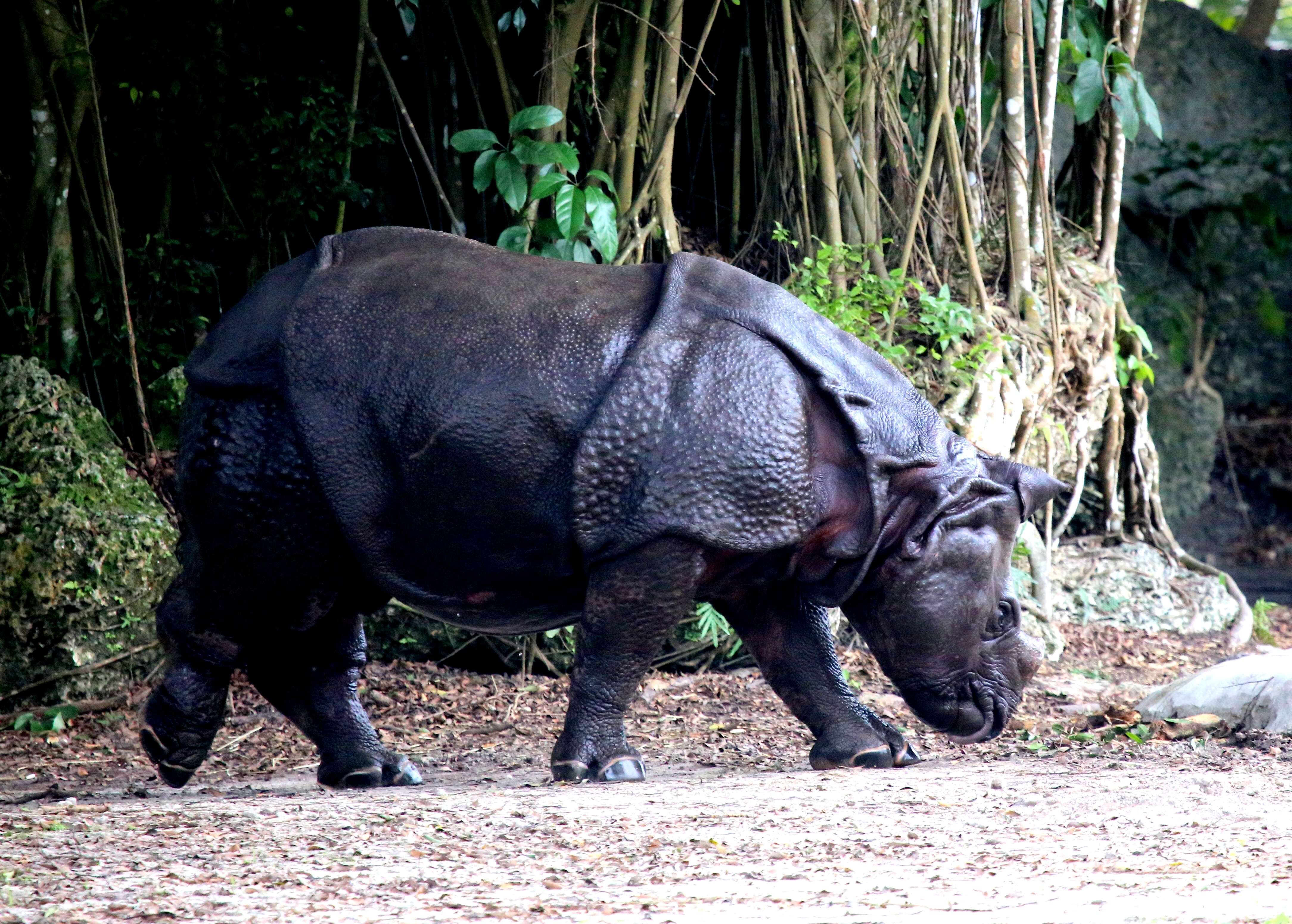 Image of Indian Rhinoceros