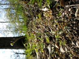 Image of Mouse-ear Cress