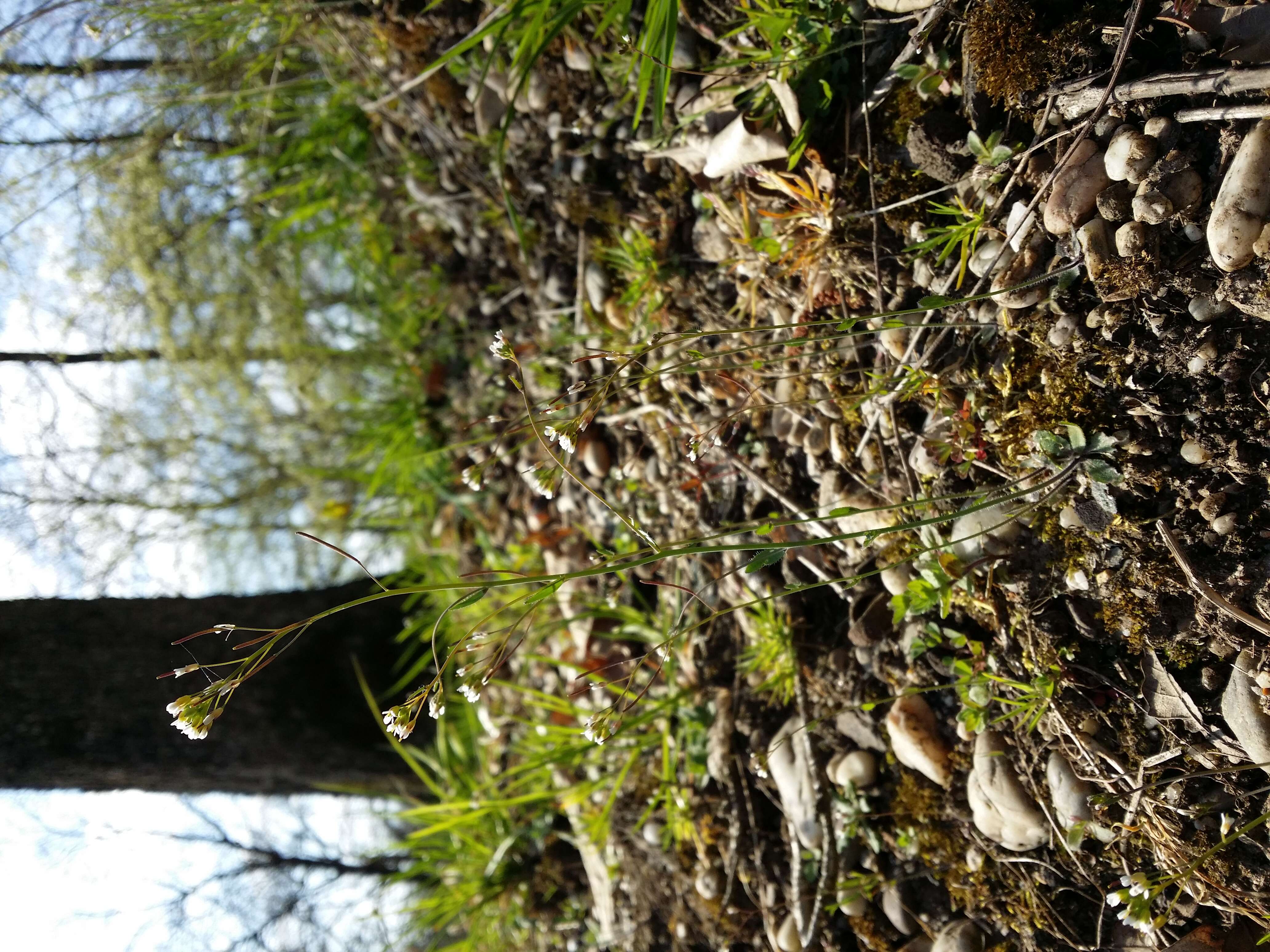 Image of Mouse-ear Cress