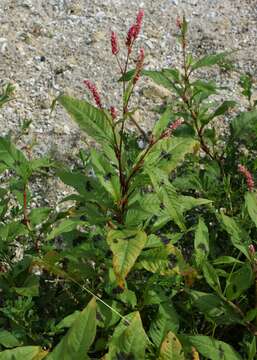 Imagem de Persicaria maculosa S. F. Gray