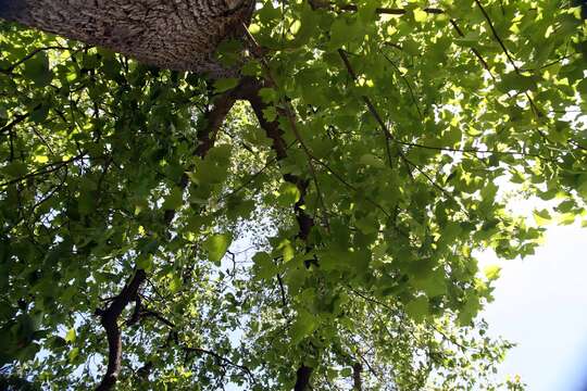 Image of Tulip tree