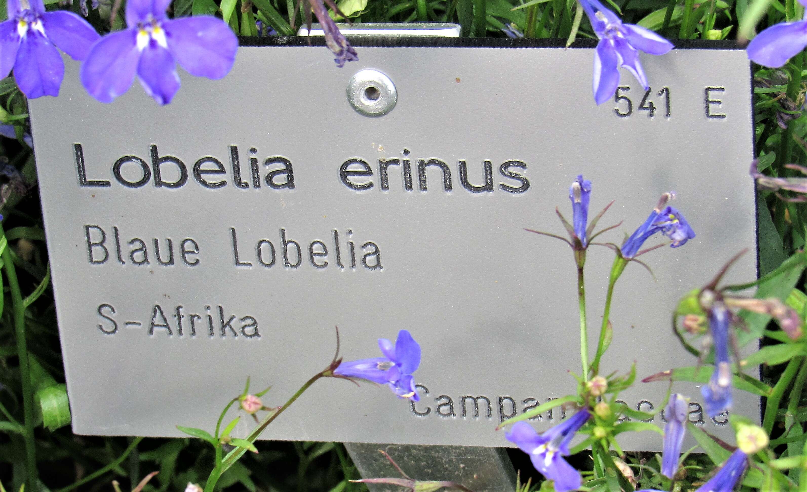 Image of edging lobelia