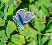 Image of Plebejus idas