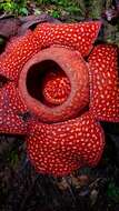 Image of Rafflesia