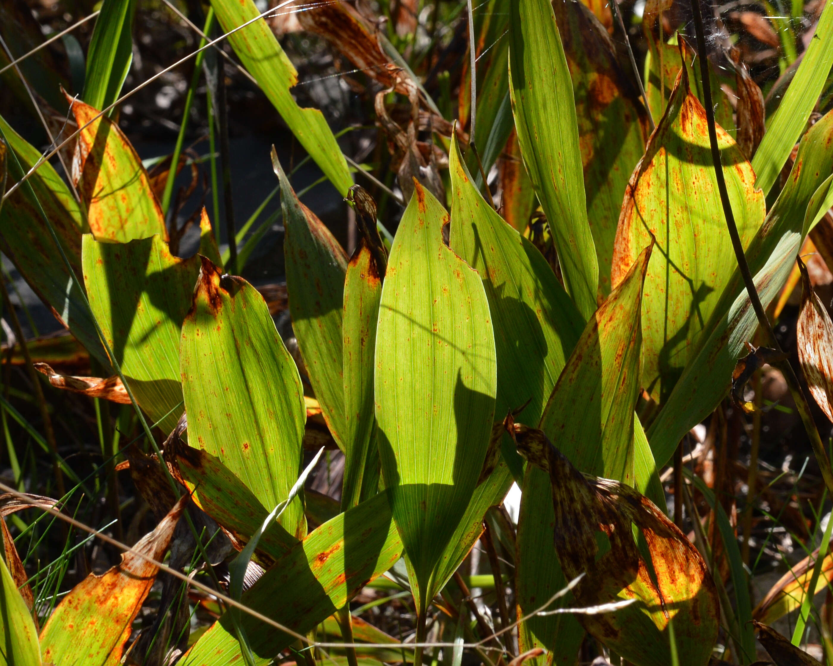 Image of convallaria