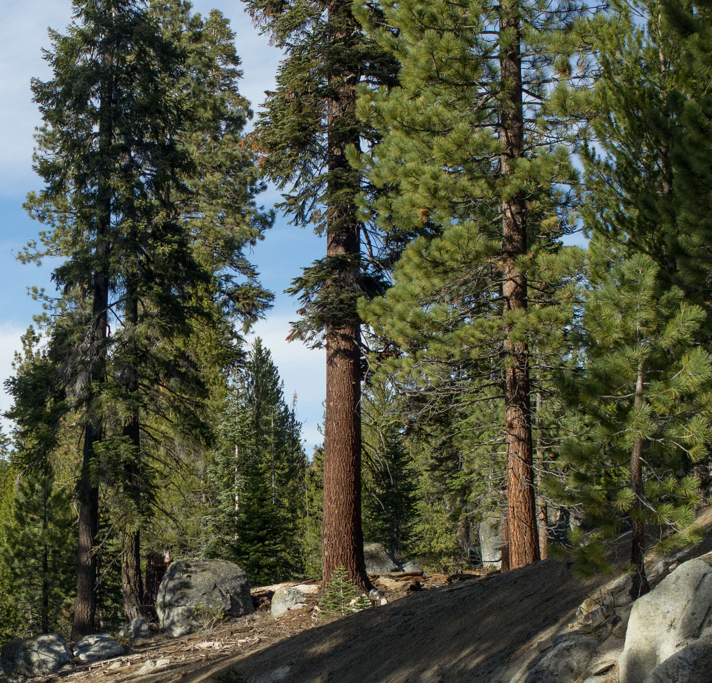 Image of California Red Fir