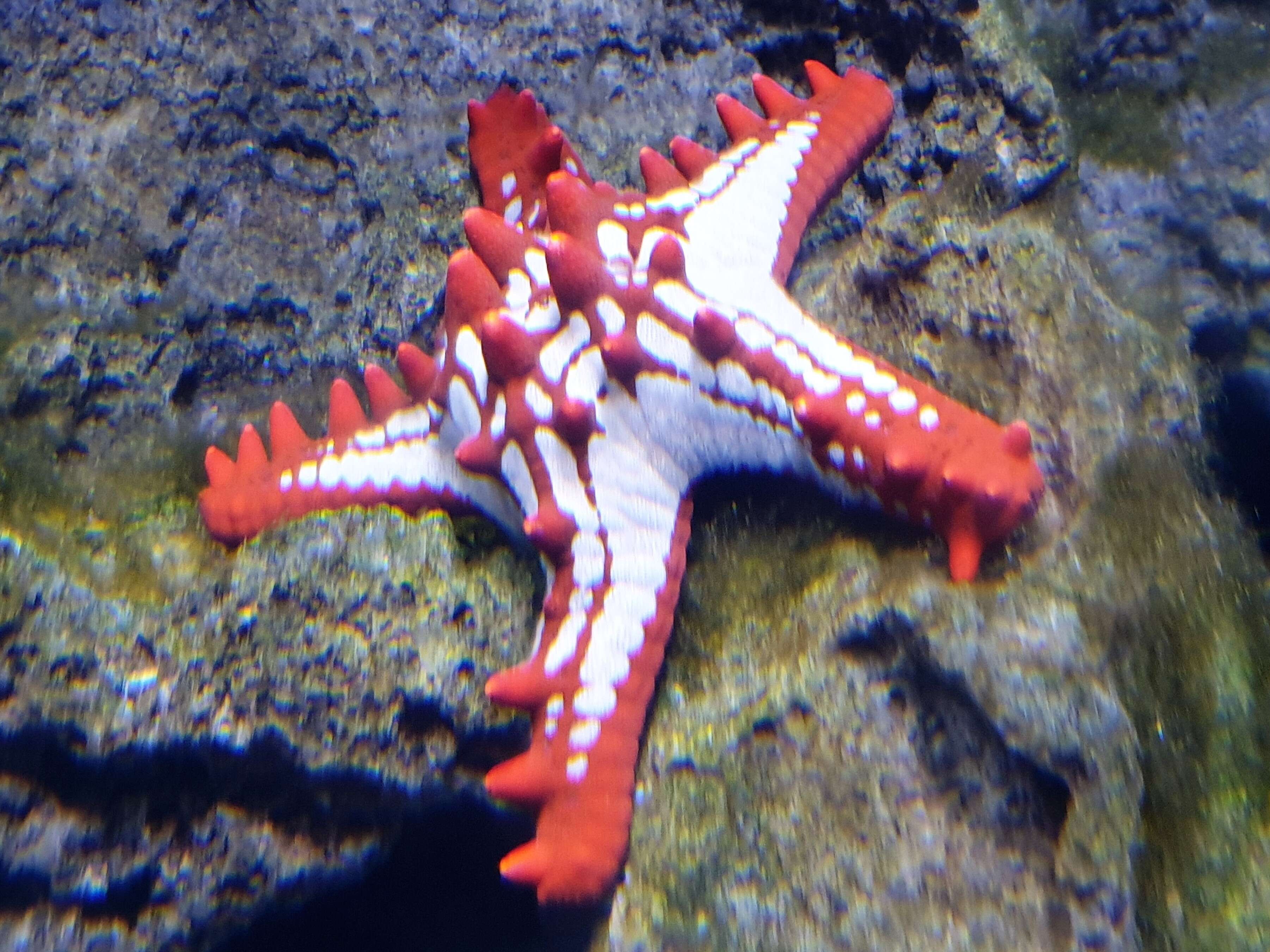 Image of African red knob sea star