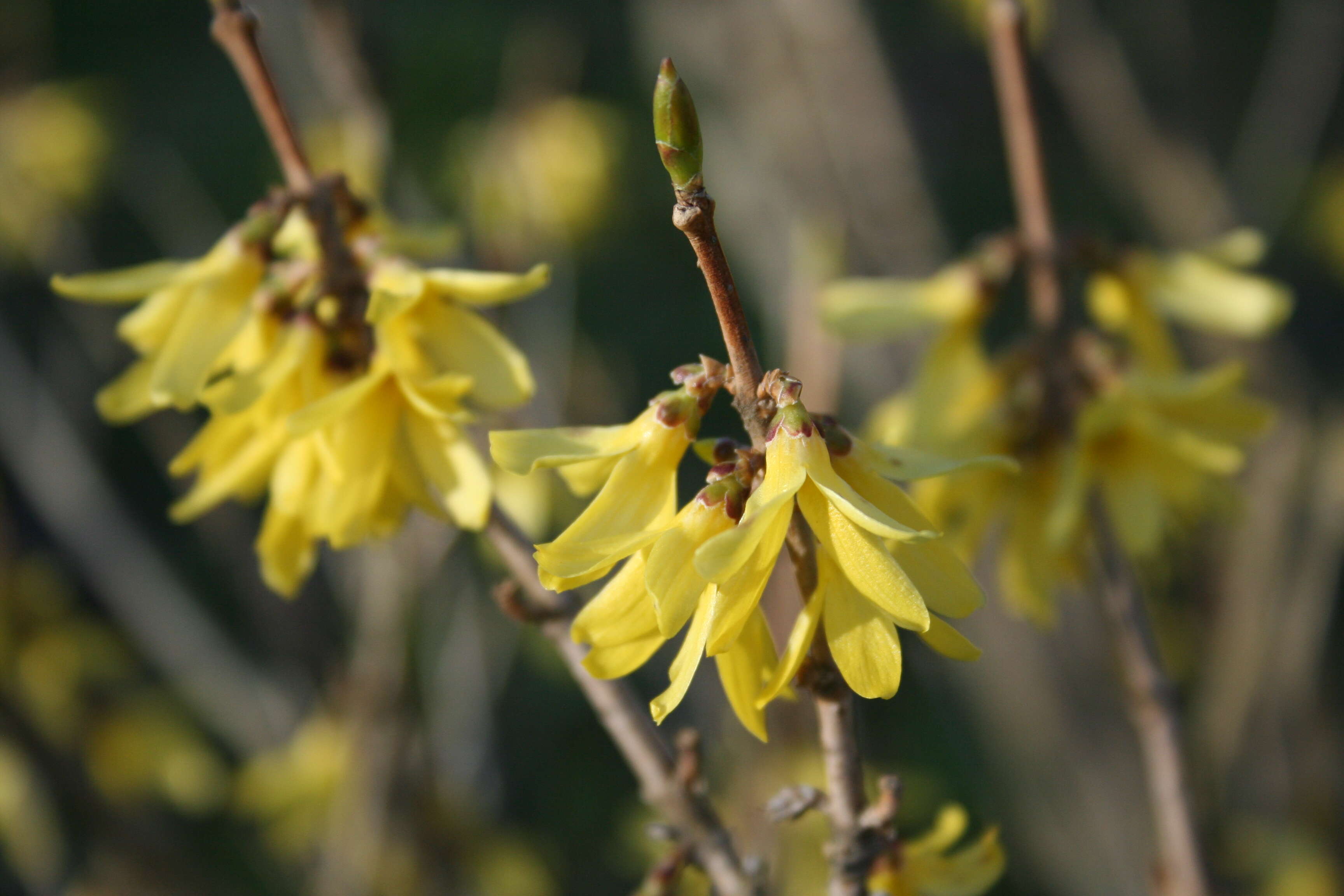 Forsythia ovata Nakai resmi