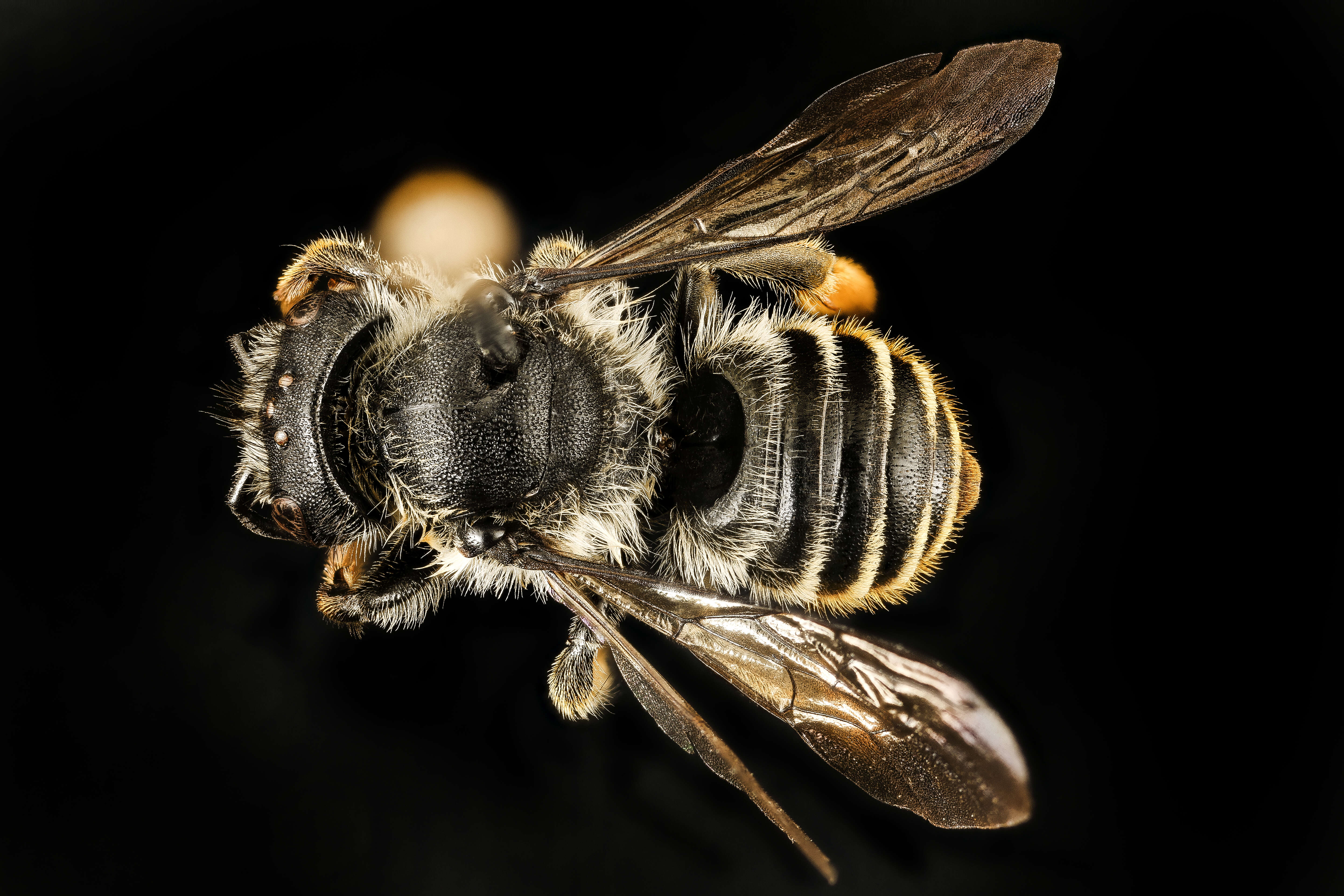 Image of Leafcutter bee