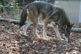 Image of Red wolf