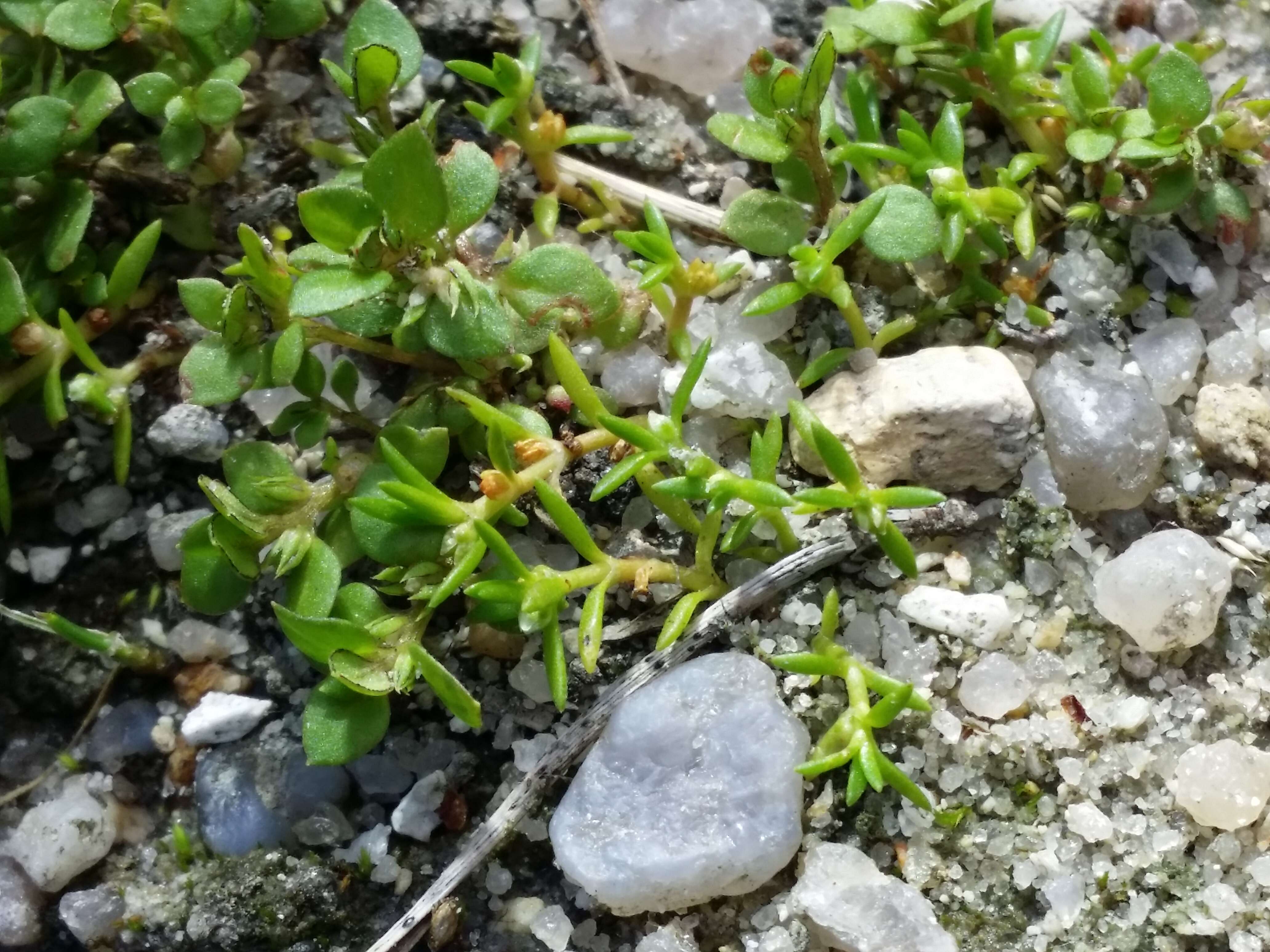 Image of water pygmyweed