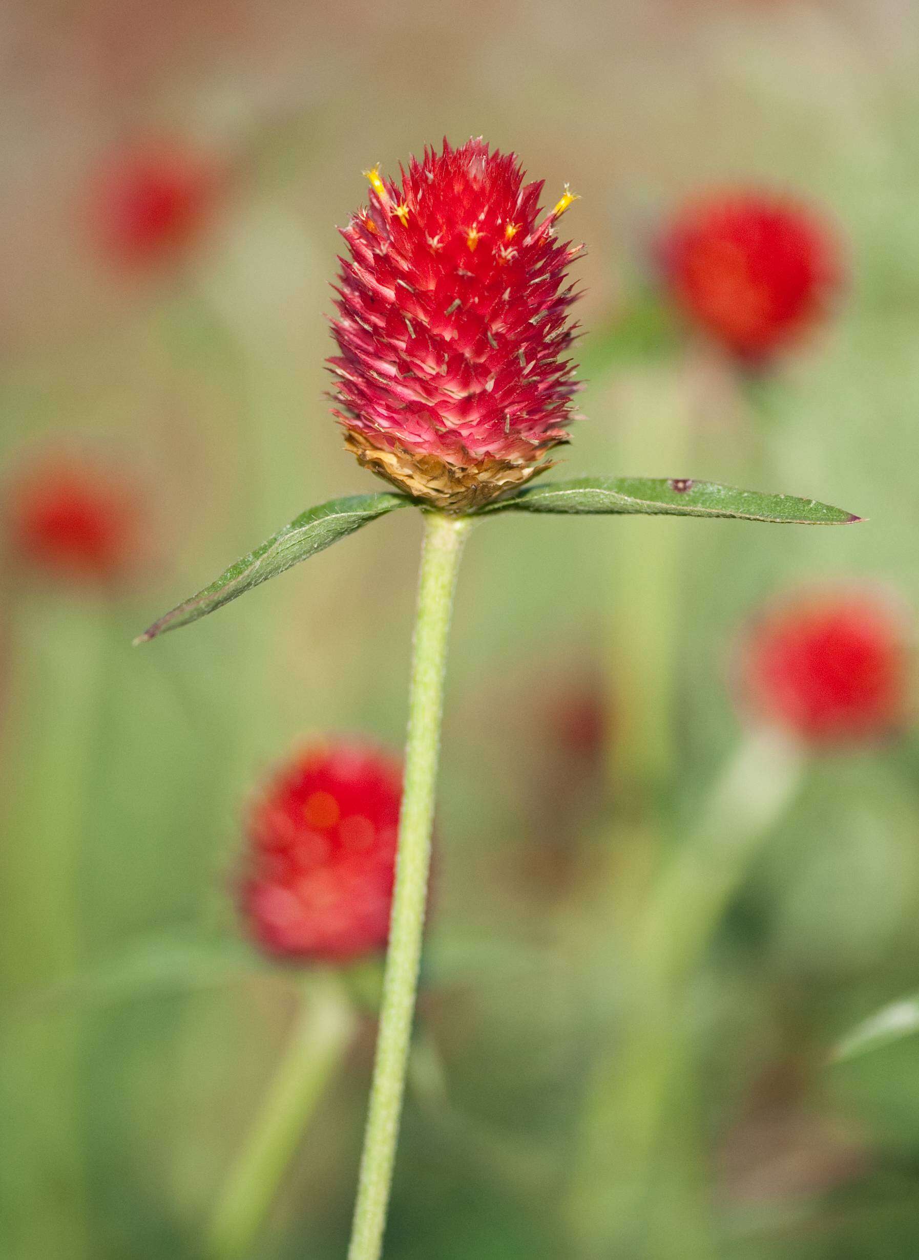 Image de Gomphrena haageana Klotzsch