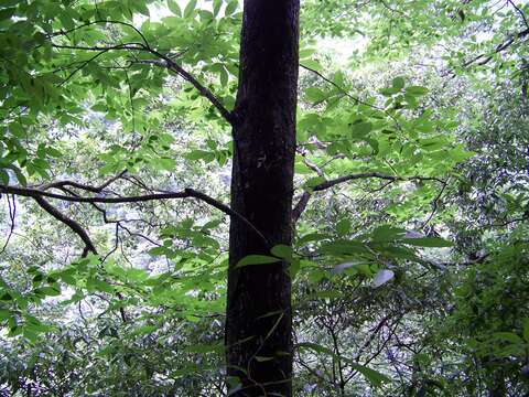 Слика од Ulmus elongata L. K. Fu & C. S. Ding