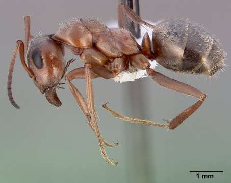 Image of grey field ant