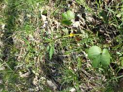 Image of Goldilocks Buttercup