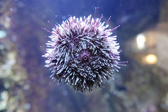 Image of Black Sea urchin