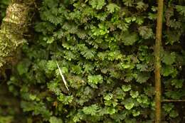 Image of tiny bristle fern