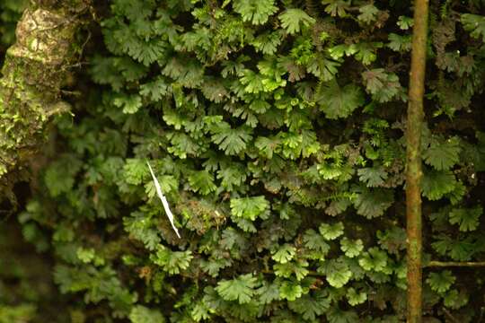 Image of tiny bristle fern