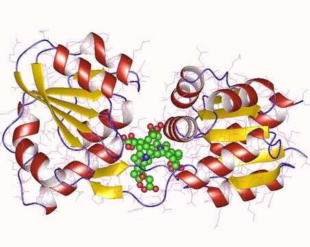 Imagem de Thermus thermophilus