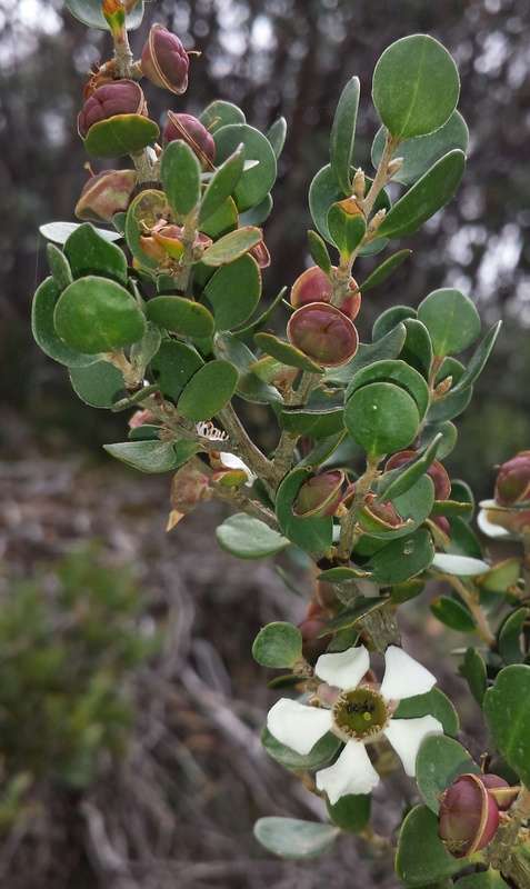 Sivun Leptospermum micromyrtus Miq. kuva