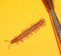 Image of Flat-backed millipede