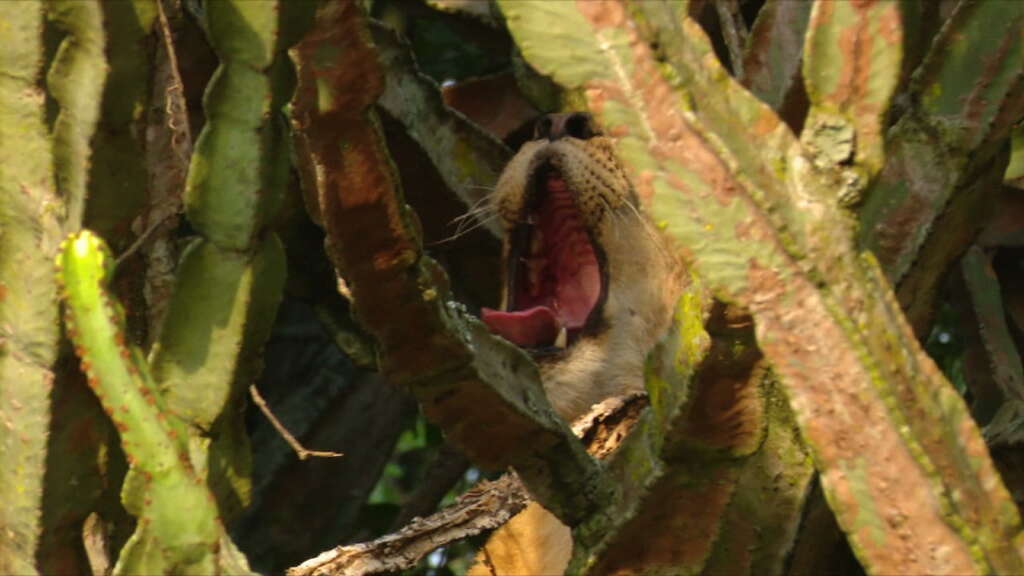 Imagem de Pantherinae