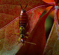 Image of Virginia creeper