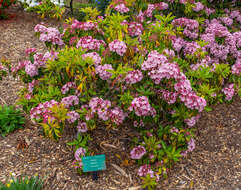 Image of mountain laurel