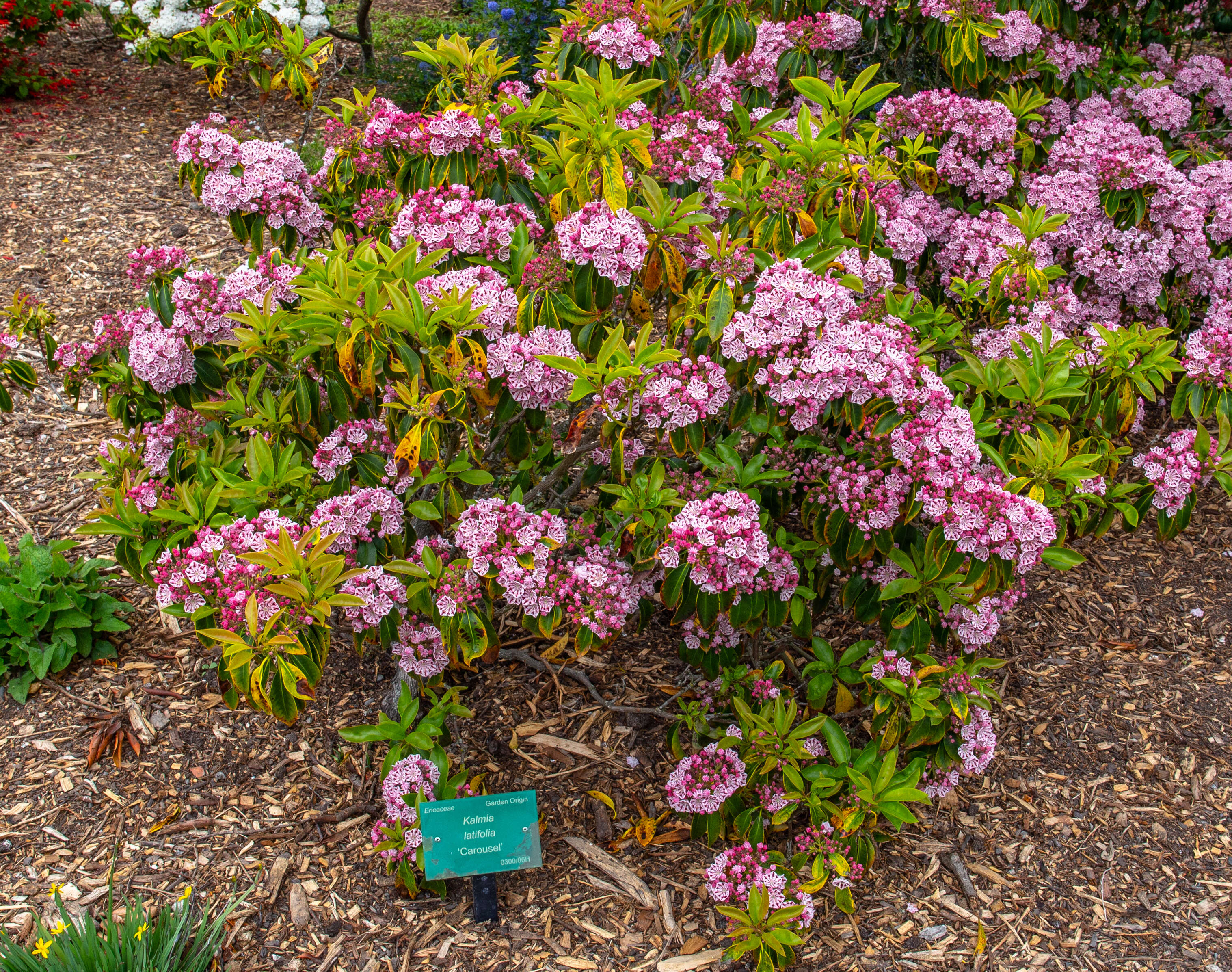 Image of mountain laurel