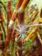 Image of Airplant