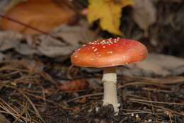 Image of Fly agaric